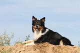 BORDER COLLIE 458
